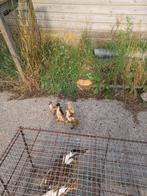 Loopeend met kuikens, Dieren en Toebehoren, Eend