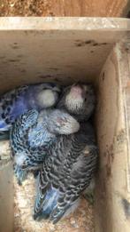 Grasparkieten op met de hand op te voeden, Dieren en Toebehoren, Meerdere dieren, Parkiet, Tam