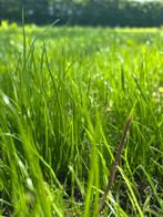 Aanleggen van gras aan de beste prijzen, Ophalen, Zo goed als nieuw, Gras