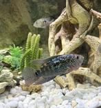 Cichlides jack dempsy 1male, 2 female