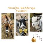 3 chèvres pygmées castrées (frères de 3 ans)., Animaux & Accessoires, Mâle, Chèvre, 3 à 5 ans
