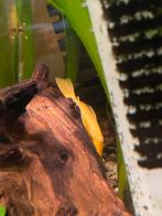 Ancistrus albino, Dieren en Toebehoren