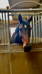 Halve stal te huur – Ervaren ruiter gezocht, Dieren en Toebehoren