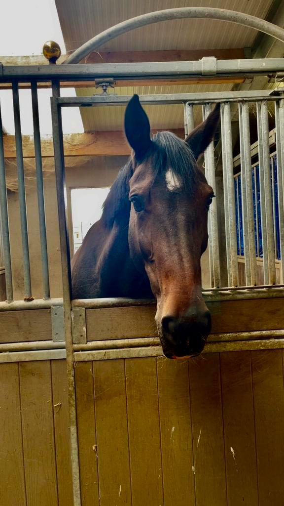 Halve stal te huur – Ervaren ruiter gezocht, Dieren en Toebehoren, Stalling en Weidegang