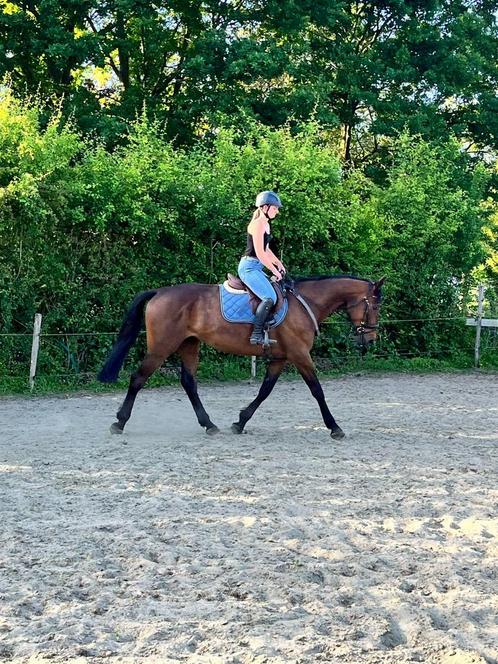 Brave 6 jarige ruin, Dieren en Toebehoren, Paarden en Pony's | Dekhengsten en Fokmerries