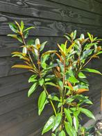 Magnolia Grandiflora 'Alta', Ophalen of Verzenden, Overige soorten, Struik, 100 tot 250 cm