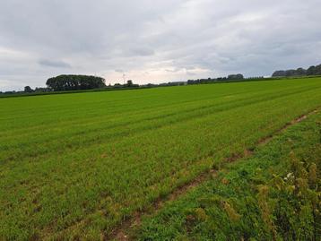 Prairie à vendre à Bornem/Hingene pour 6,25 euros par m2