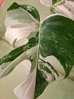 Monstera High Variegata, Huis en Inrichting, Kamerplanten, Ophalen of Verzenden