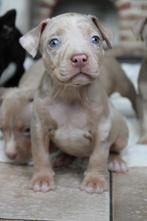 American Bully pups goed opgevoed, Dieren en Toebehoren, België, Overige rassen, CDV (hondenziekte), 8 tot 15 weken