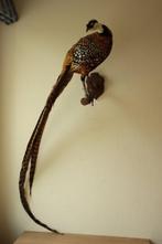 Taxidermie opgezette koningsfazant, Verzamelen, Dierenverzamelingen, Ophalen, Gebruikt