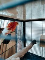 Koppel roodruggen, Dieren en Toebehoren, Vogels | Parkieten en Papegaaien