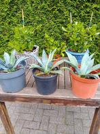 Agave Americana planten 10 euro per stuk, Ophalen