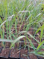 Panicum Squaw, Ophalen