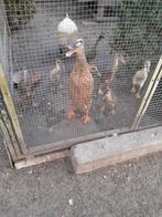 Eendenkuikens/loopeenden, Dieren en Toebehoren, Pluimvee