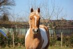Lieve merrie, Dieren en Toebehoren, Merrie