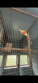 2 bewezen kweekkoppels Pyrrhura’s, Dieren en Toebehoren, Vogels | Parkieten en Papegaaien, Meerdere dieren, Geringd