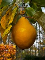 Kweeperen vers geplukt, Tuin en Terras, Planten | Fruitbomen, Ophalen, Overige soorten