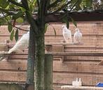 figurita  duiven, Dieren en Toebehoren, Overige soorten