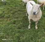 schapen, Dieren en Toebehoren, Mannelijk, Schaap, 3 tot 5 jaar