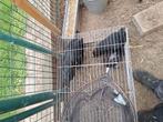 GRATIS haantjes, Dieren en Toebehoren