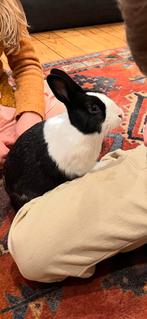 Gratis konijntje, Dieren en Toebehoren, Konijnen