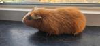 Caviazeugje, Cavia, Juni, Vrouwelijk, Tam