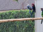 Rosella, Dieren en Toebehoren, Meerdere dieren, Parkiet, Geringd
