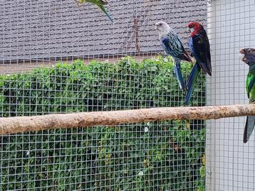 Rosella, Plusieurs animaux, Perruche, Bagué