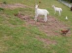 Moeder en dochter melkgeiten dochter van vorige jaar, Dieren en Toebehoren, Schapen, Geiten en Varkens
