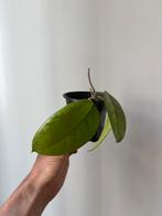 Hoya carnosa, Huis en Inrichting, Kamerplanten, Ophalen