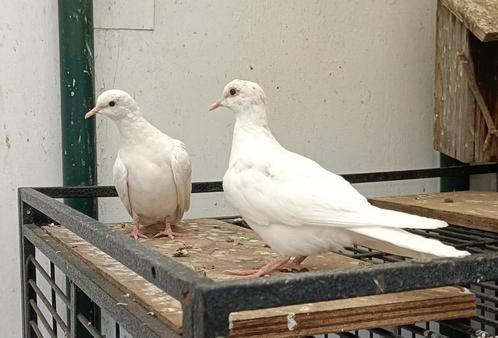 Witte sierduiven, Dieren en Toebehoren, Vogels | Duiven, Overige soorten, Geslacht onbekend
