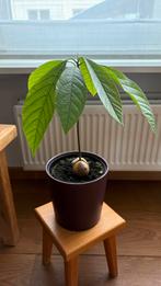 Avocado planten, Ophalen