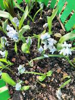 Diverses  fleurs vivace mûriers  noir sans épine  framboisie, Enlèvement ou Envoi