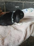 Konijnen, Dieren en Toebehoren, Konijnen, Meerdere dieren, Middelgroot, Hangoor, 0 tot 2 jaar