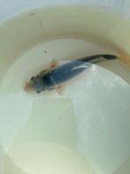Koi asagi, Karper of Koi