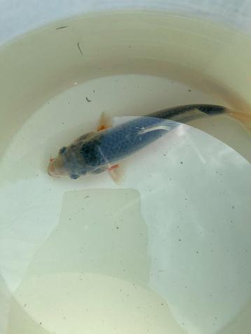 Koi asagi beschikbaar voor biedingen