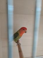 Agapornis roseicollie pop, Dieren en Toebehoren, Geringd