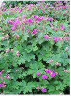 Geranium macrophylla Czacor ( ooivaarsbek), Tuin en Terras, Ophalen of Verzenden, Lente