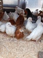 Les 14 dernières poules pondeuses âgées de 7 semaines, Poule ou poulet, Femelle