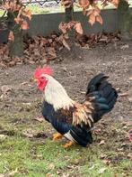 jonge CHABO haan, Animaux & Accessoires, Mâle, Poule ou poulet