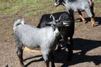 Dwerggeitjes, Dieren en Toebehoren, Schapen, Geiten en Varkens