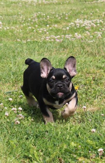 Franse Bulldog met stamboom beschikbaar voor biedingen