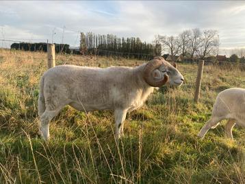 Wiltshire horn dekram (stamboek) disponible aux enchères