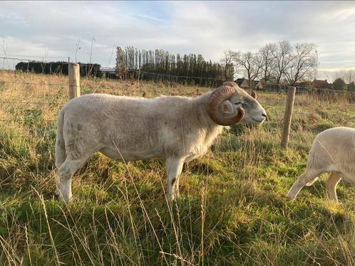 Wiltshire horn dekram (stamboek), Animaux & Accessoires, Moutons, Chèvres & Cochons, Mouton, Mâle, 0 à 2 ans