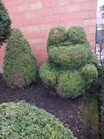 Buxus beer en peramide groote bol, Ophalen, Buxus