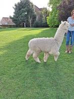 Alpaca merrie Quaro 2023, Vrouwelijk