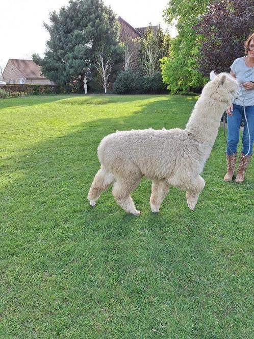 Alpaca merrie Quaro 2023, Dieren en Toebehoren, Overige Dieren, Vrouwelijk