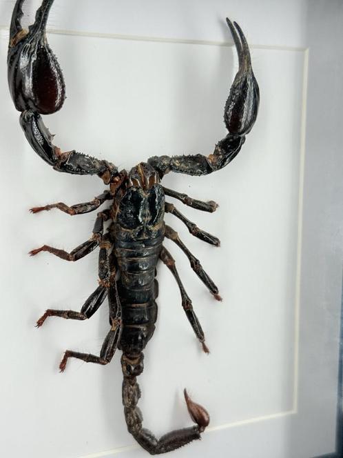 Opgezette Schorpioen in Lijst - Wildernis Atelier, Verzamelen, Dierenverzamelingen