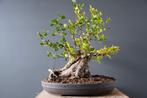 Bonsai- knoestige oude liguster, Tuin en Terras, Overige soorten, Minder dan 100 cm, Ophalen, Volle zon