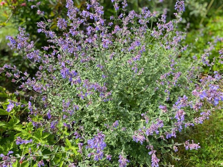 Nepeta ( Kattekruit ), Tuin en Terras, Planten | Tuinplanten, Vaste plant, Ophalen of Verzenden